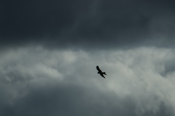 <br><small>Chorleywood, Hertfordshire, UK</small><br><small>April 29, 2024</small>