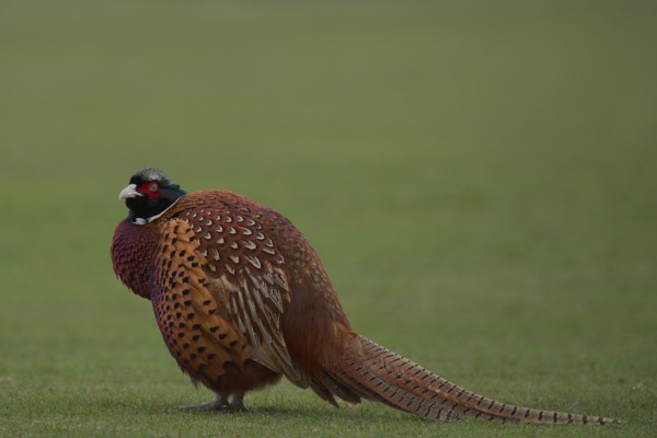Bigger Birds