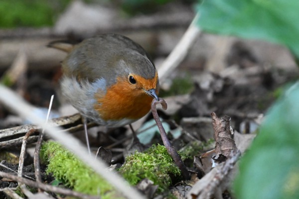 And the catch!<br><small>Sevenoaks, Kent, UK</small><br><small>March 31, 2024</small>