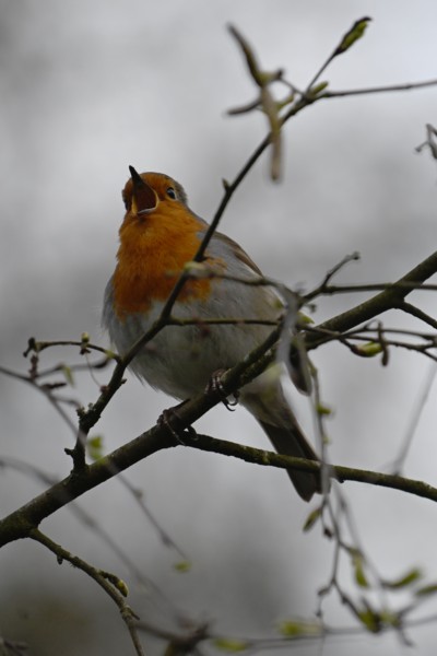 Spring has sprung!<br><small>Sevenoaks, Kent, UK</small><br><small>March 31, 2024</small>