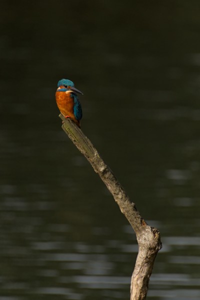 Kingfisher.<br><small>Sevenoaks, Kent, UK</small><br><small>October 01, 2023</small>