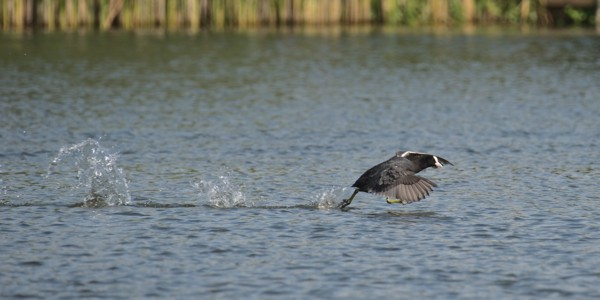 Feathered Reflections