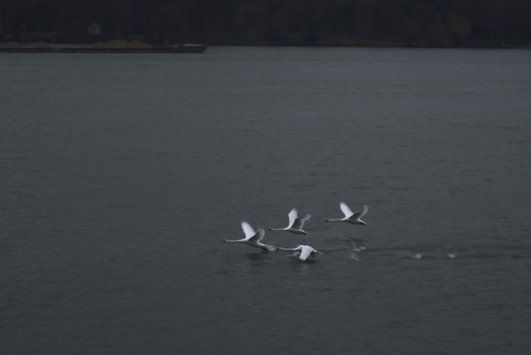 <br><small>Belgrade, Serbia</small><br><small>December 11, 2022</small>