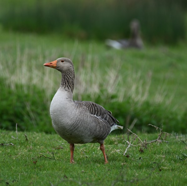 <br><small>Sevenoaks, Kent, UK</small><br><small>March 31, 2024</small>