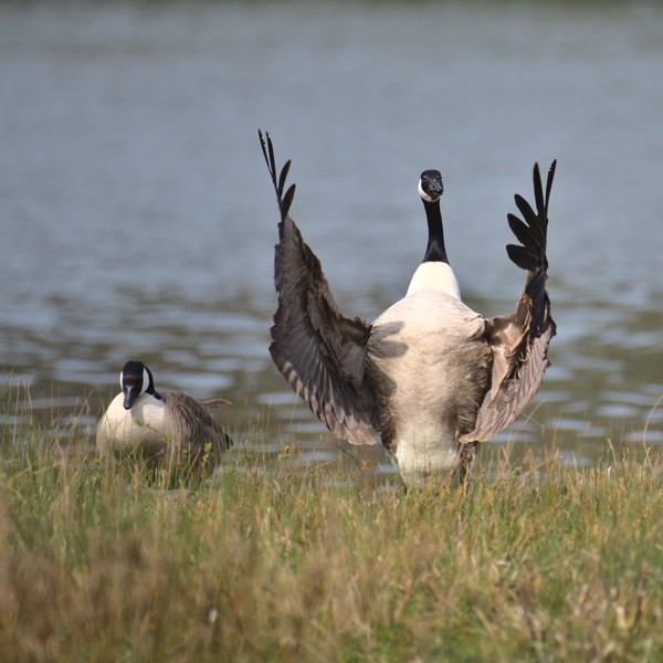Geese