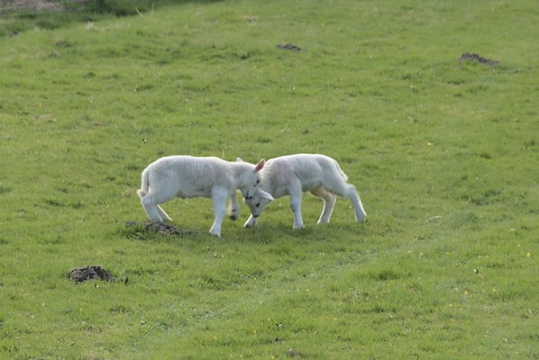 Someday we'll grow horns too!<br><small>Keswick, Lake District, UK</small><br><small>April 08, 2023</small>