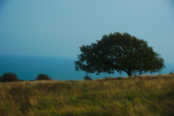 Trees