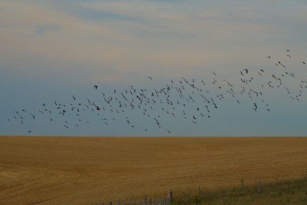 Nature's harmony in the evening flight of a flock<br><small>near Brighton, East Sussex, UK</small><br><small>August 14, 2022</small>